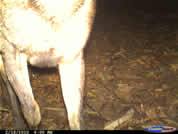 Sambar deer
